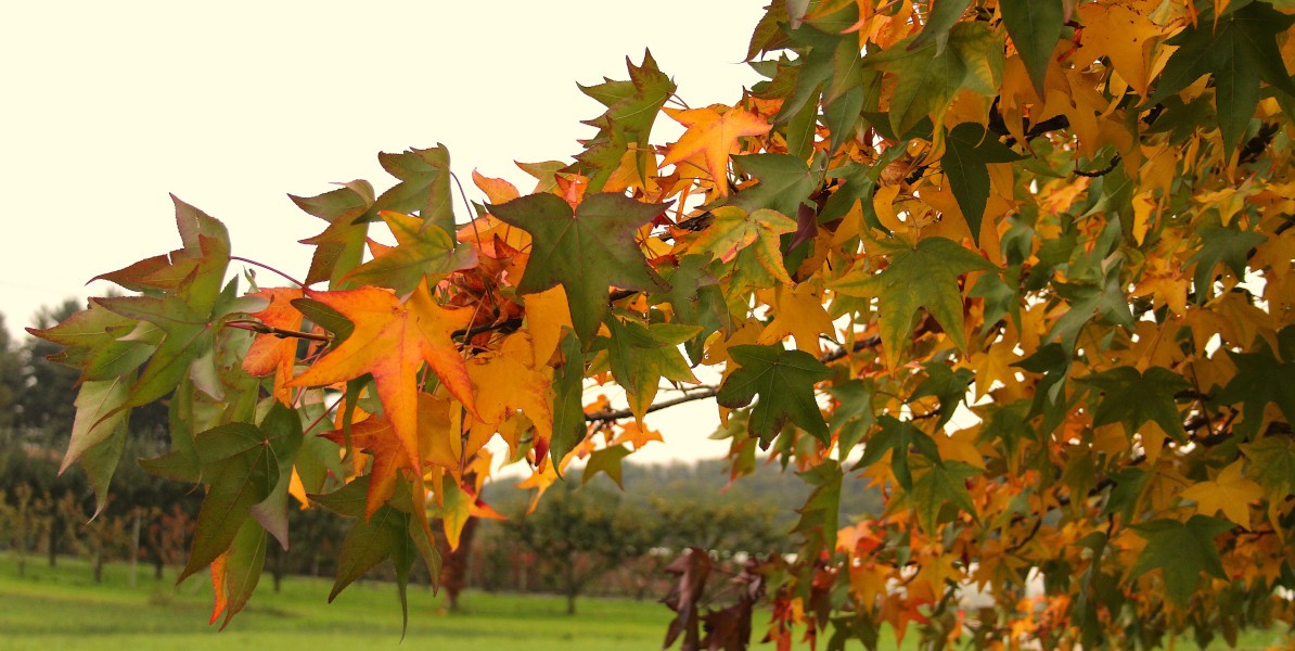 001-25_autunno_1