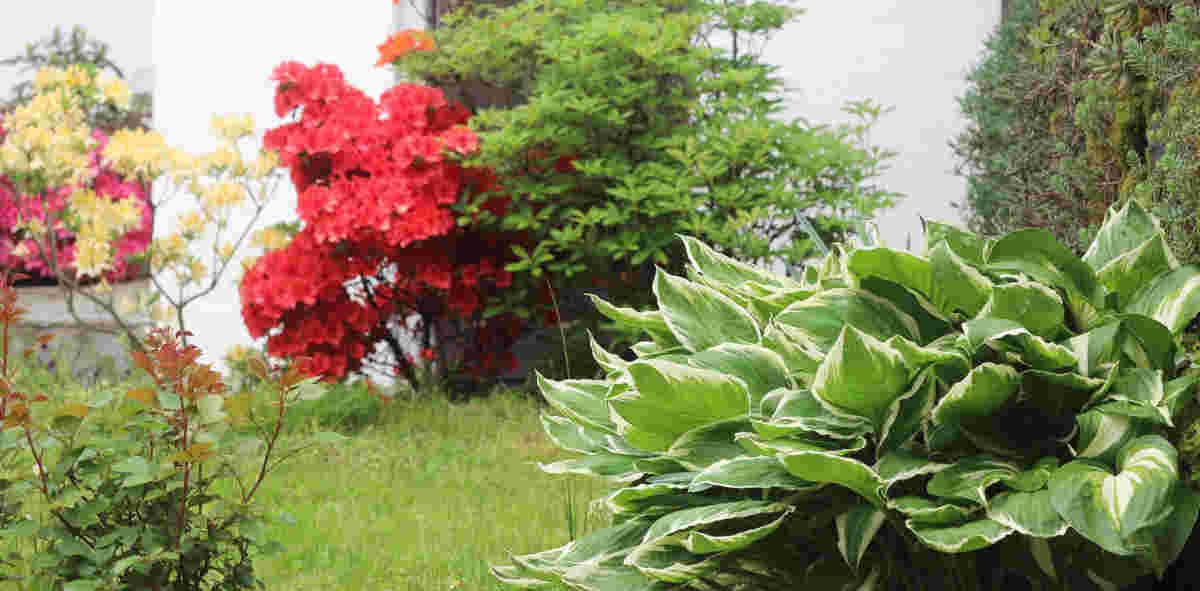 001_cortile_fiori
