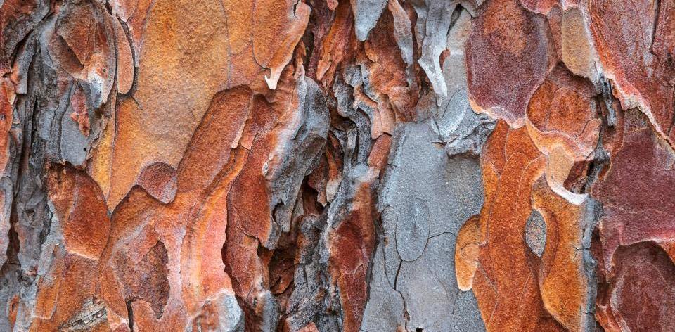 Foto di Dave Hoefler su Unsplash