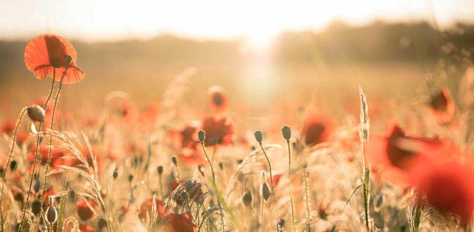 Foto di Karim Ben Van su Unsplash