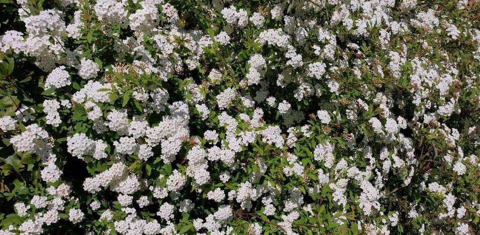 Fiori della fraternità di Civitella San Paolo