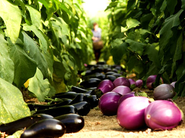 The harvest of aubergines